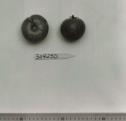 Click for 1 image(s) for this accession. FRUIT